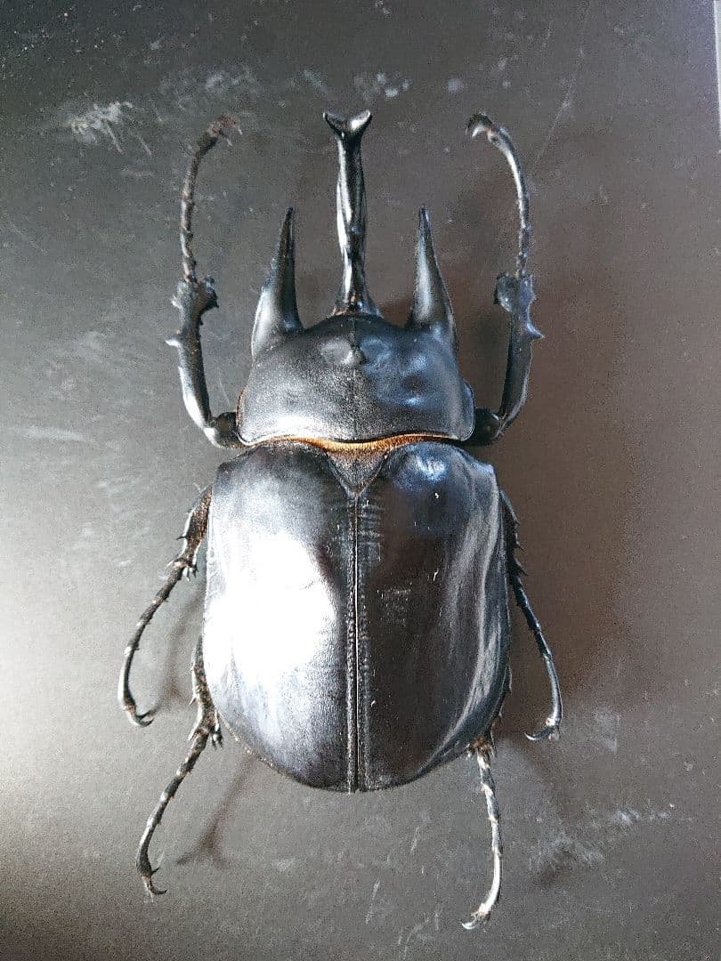 特大【標本】アクティオンゾウカブト