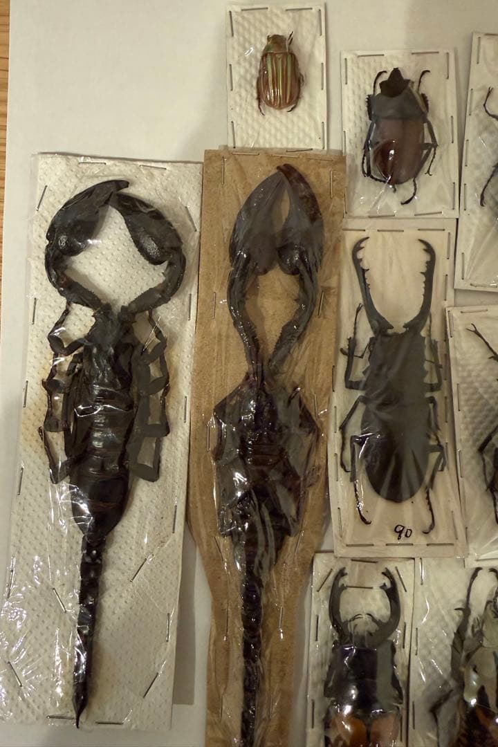 標本 カブトムシ サソリ オーべチュール 糞虫など カブトムシの標本