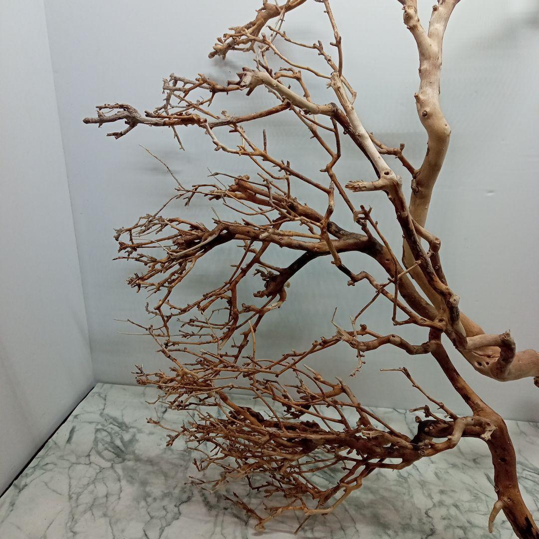 アク抜き済み流木【330】