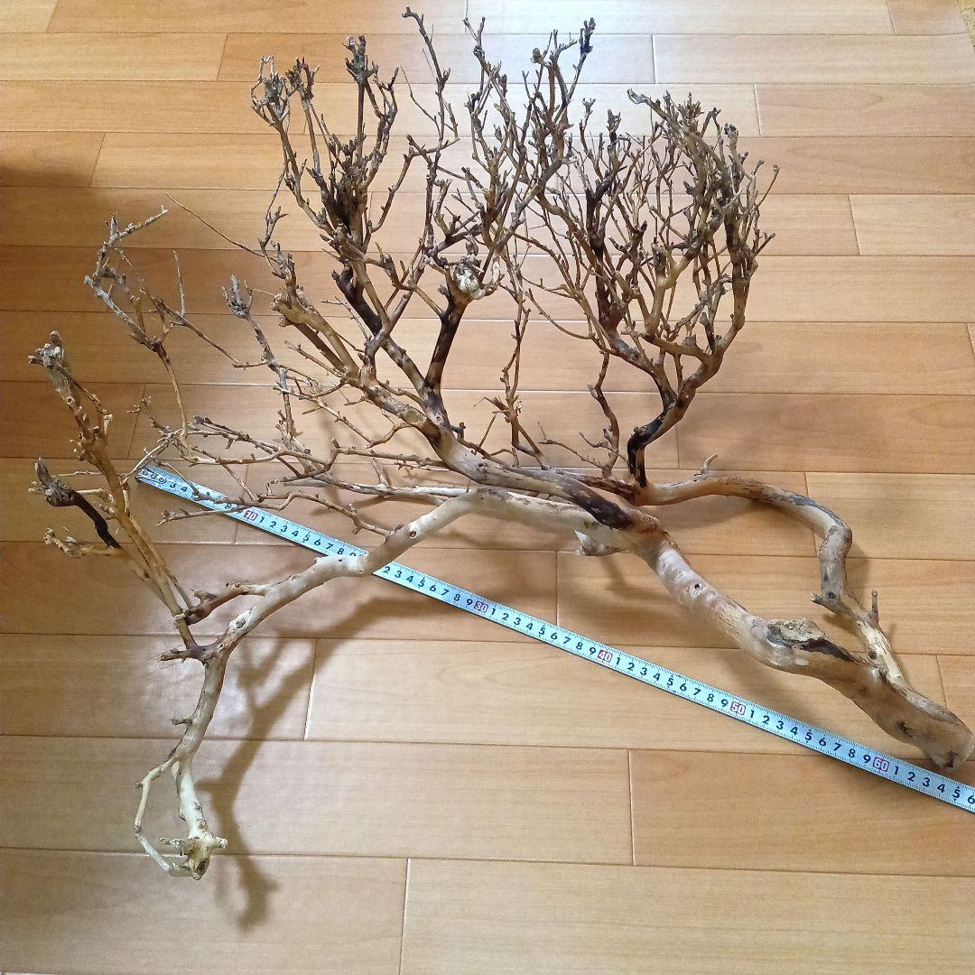 アク抜き済み流木【330】