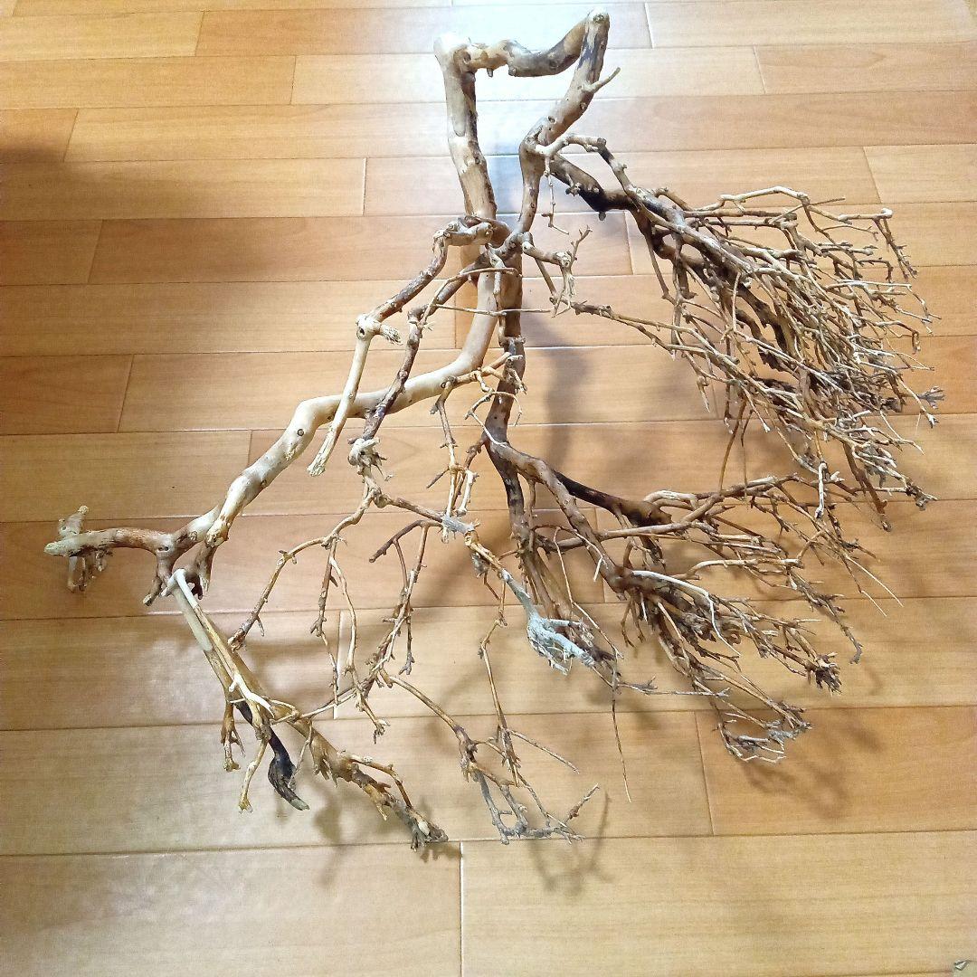 アク抜き済み流木【330】