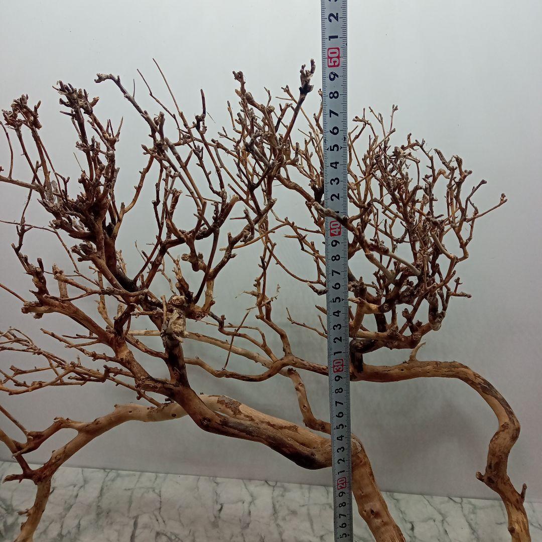 アク抜き済み流木【330】