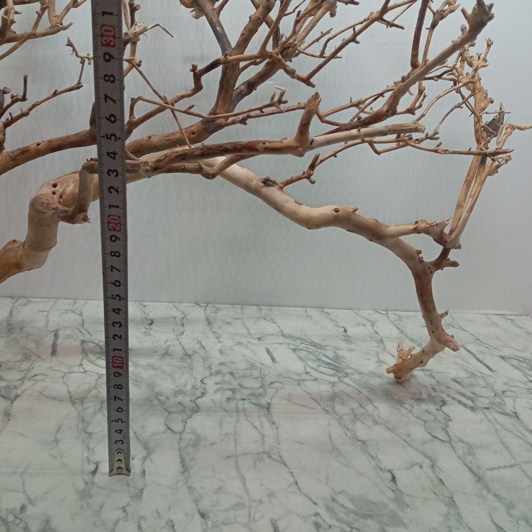 アク抜き済み流木【330】