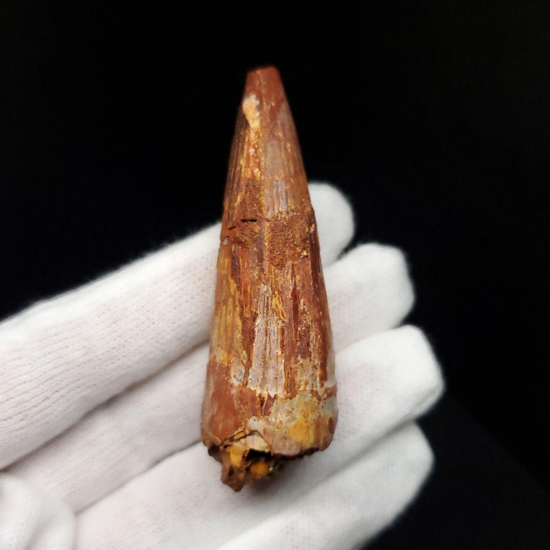 スピノサウルス 本物 モロッコ産 58.64mm  sp462