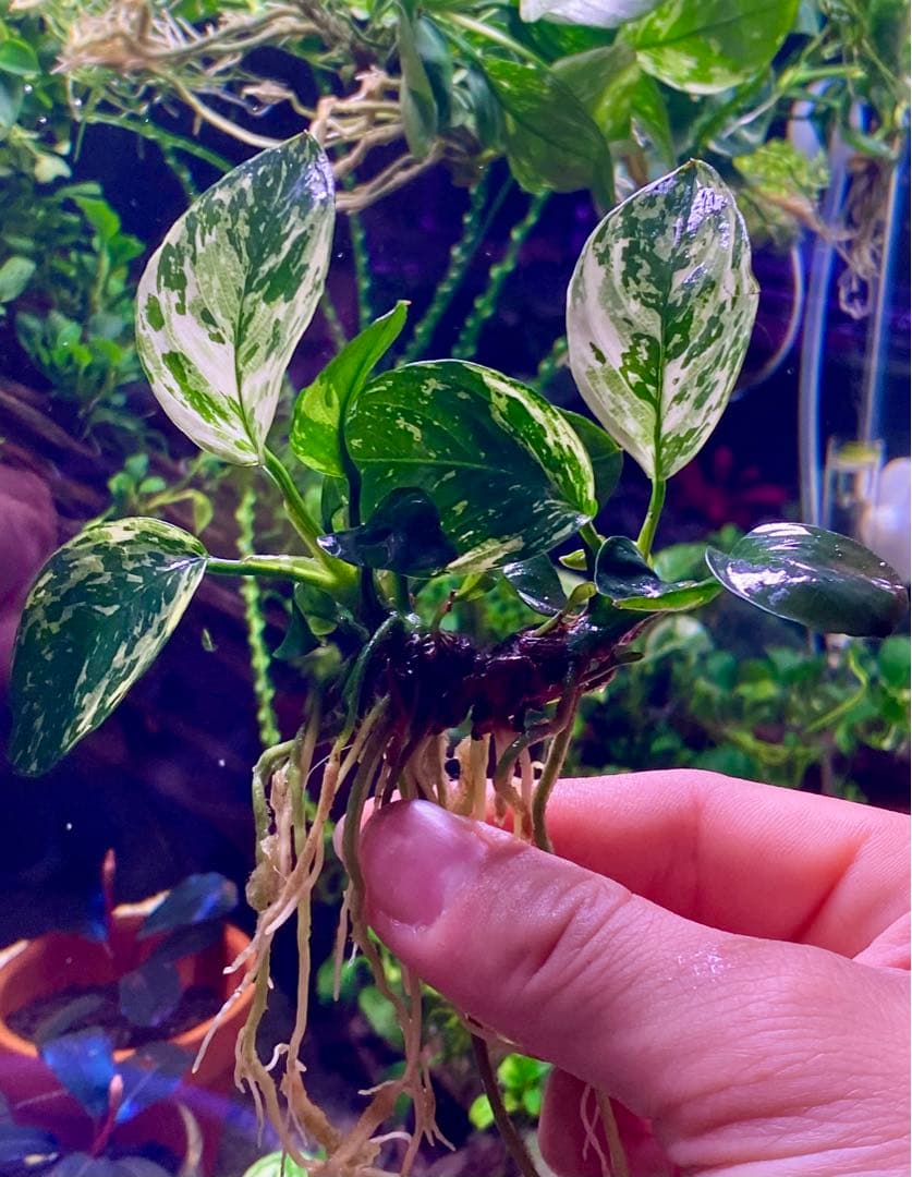 アヌピアス・バリエゲーテッド・キン