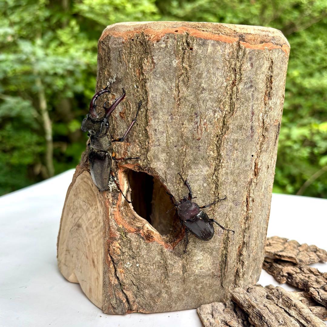 クワリウム 登り木 大型隠れ家 クワガタ シェルター 樹洞加工 止まり木