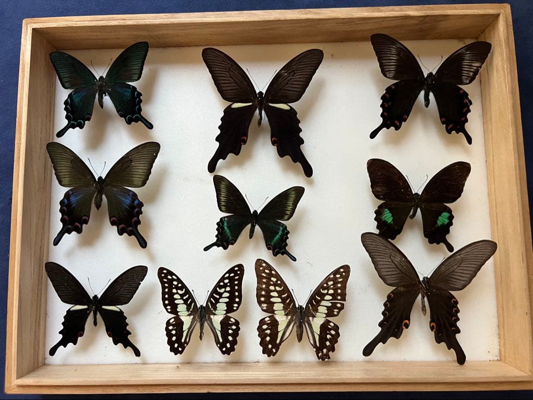 希少蝶の標本 ドイツ木製フレーム付き箱現状品のみ40x30x6cm