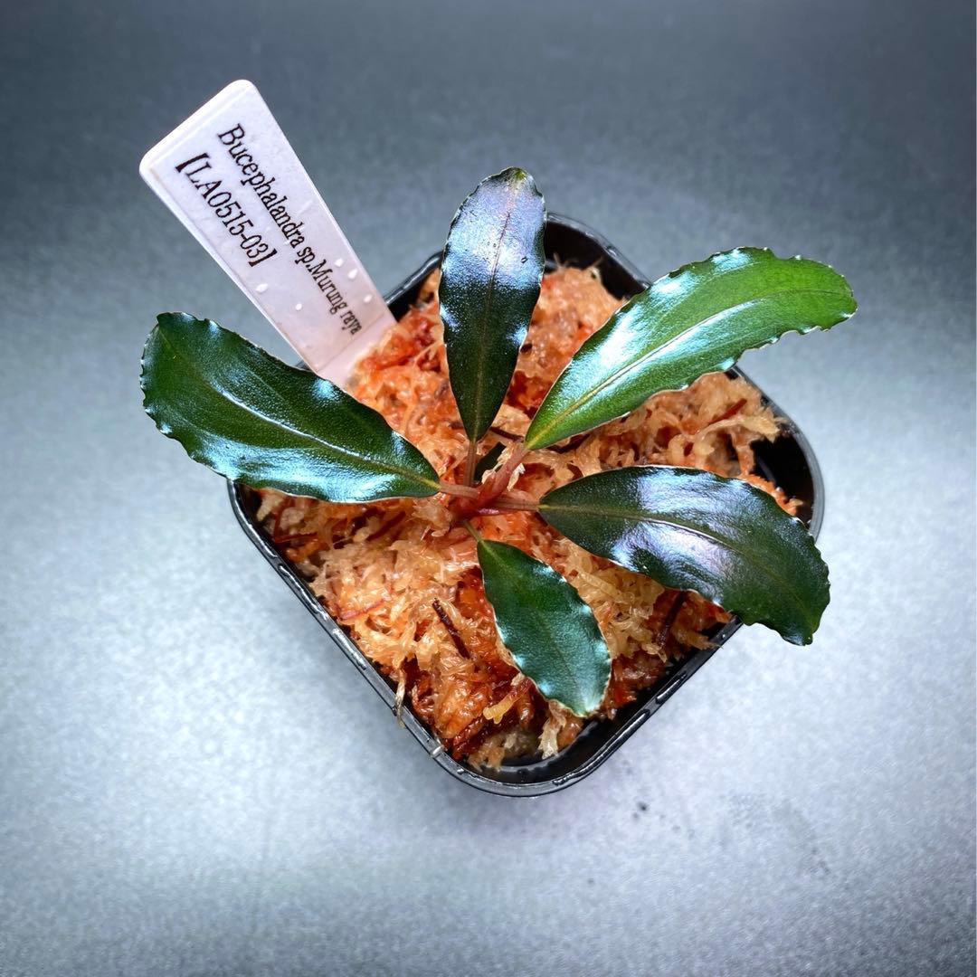 ブセファランドラ sp. Murung raya【LA0515-03】 Bucephalandra sp