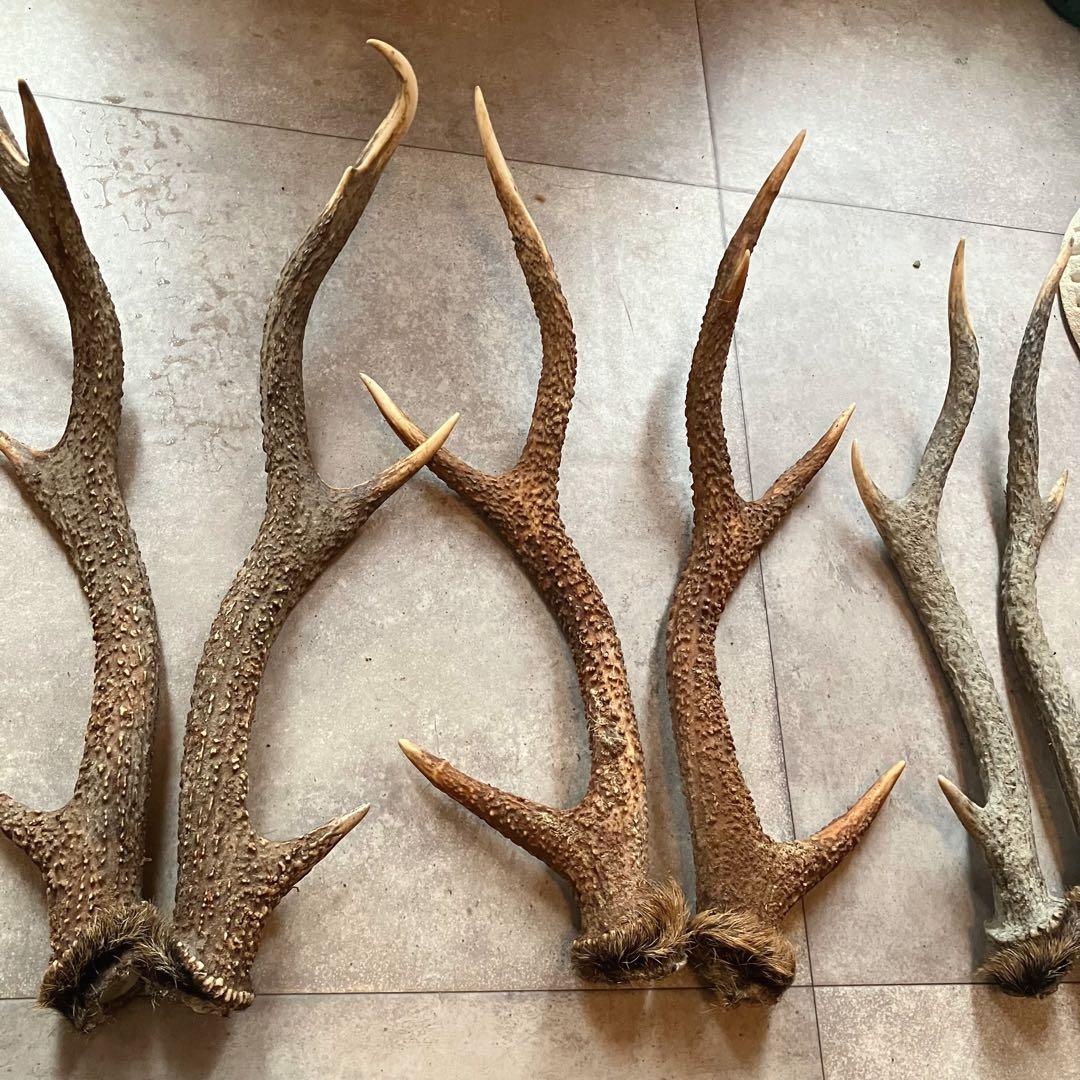特価 鹿の角 5対 (10本）鹿角
