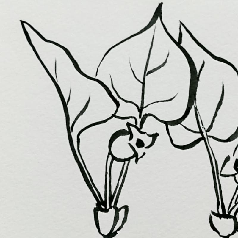 ☆坂本直行☆「 カンアオイ」筆書き　インチサイズ　未使用！