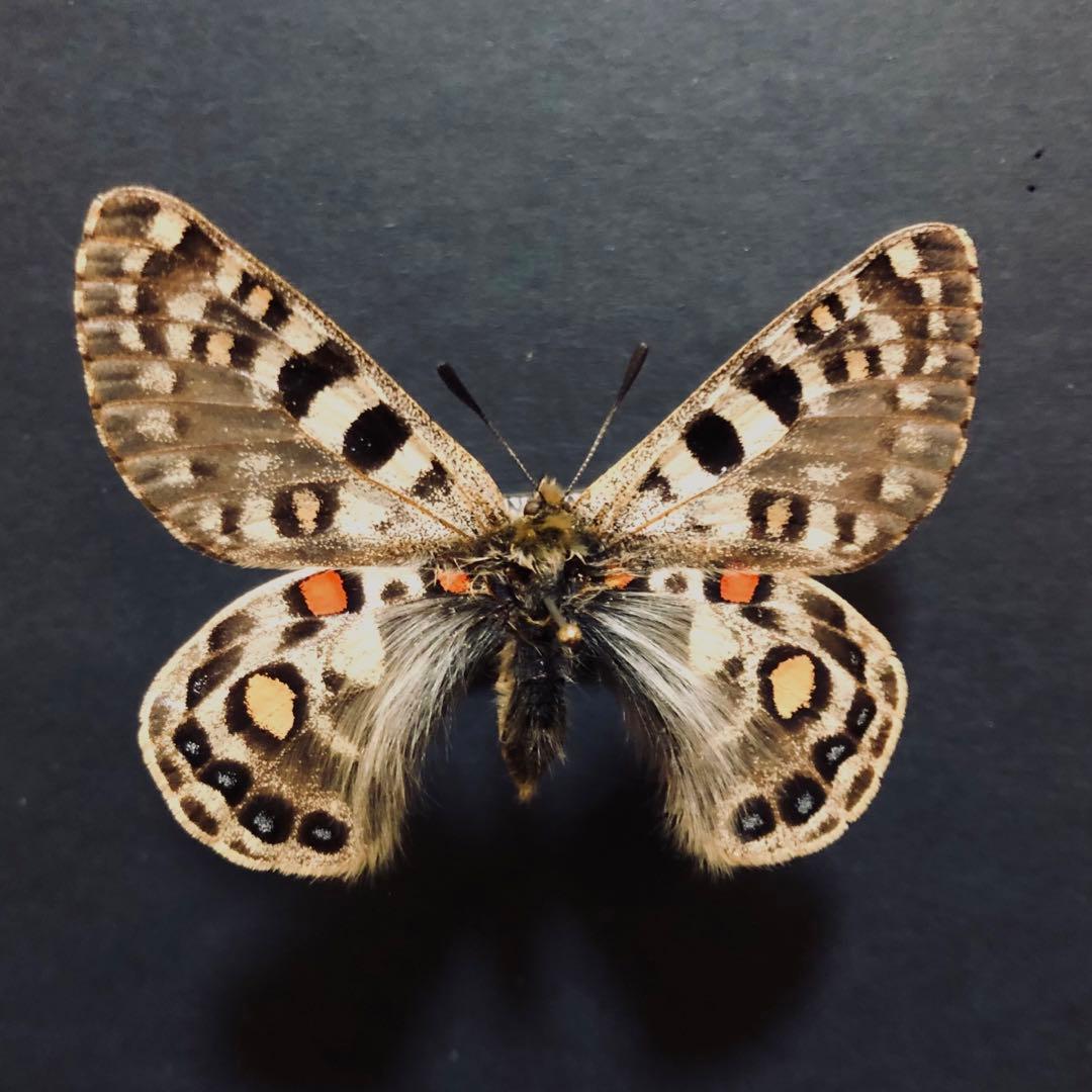 蝶標本 アッコウウスバ - メルカリ