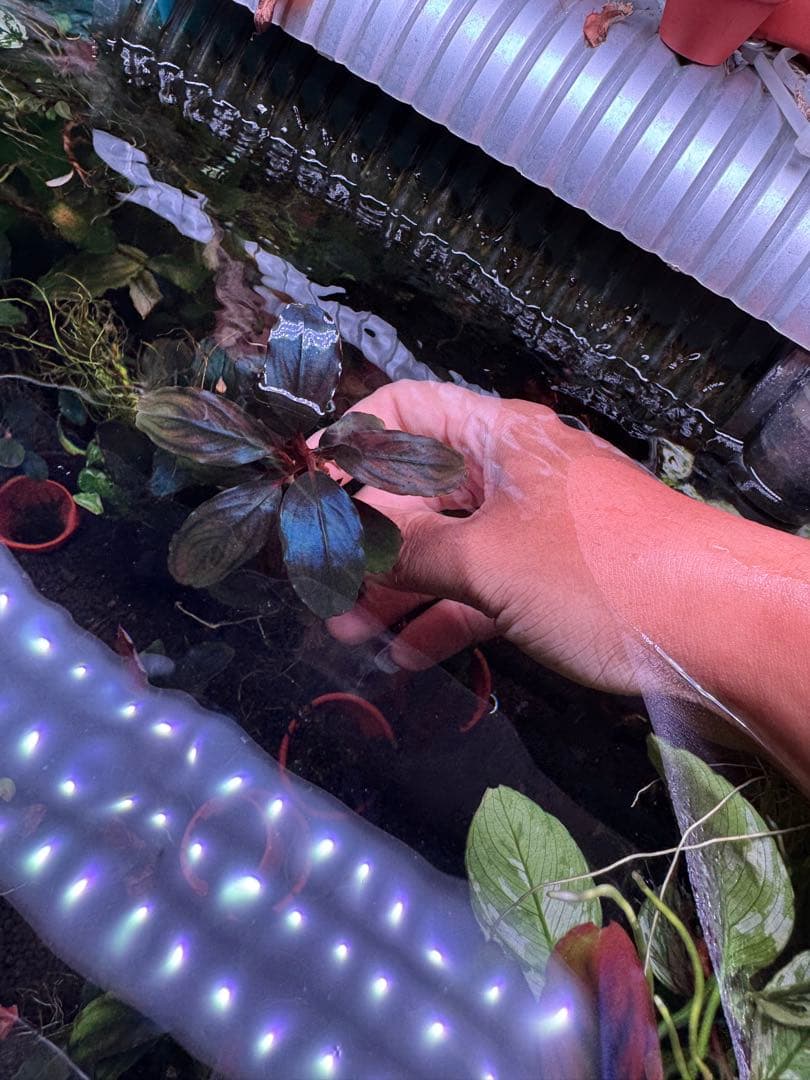 ブセファランドラsp. ファンタスティックパープル　完全水中葉　大株 子株付き ブセファランドラ sp. ファンタスティックパープル 完全水中葉 子株