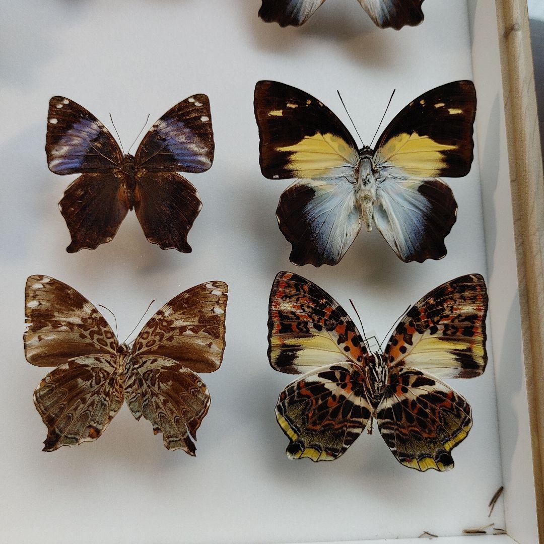 パナマ産オプティマキンイロコガネ25mm