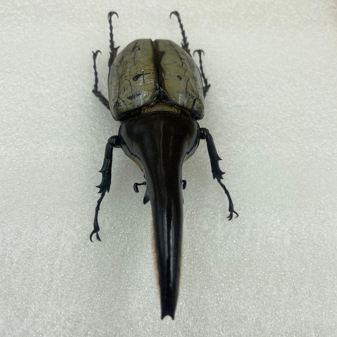 標本　珍ヘラクレスヘラクレス　ブルー　パチセラス血統　カブト