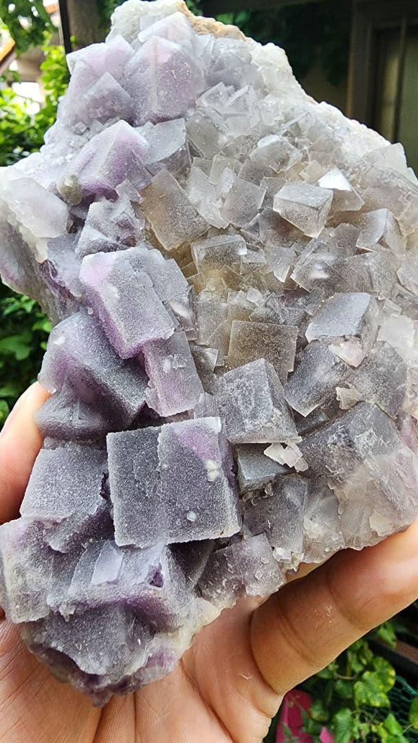 モンゴル産モランディフロ ライト モンゴル産 モンゴル風