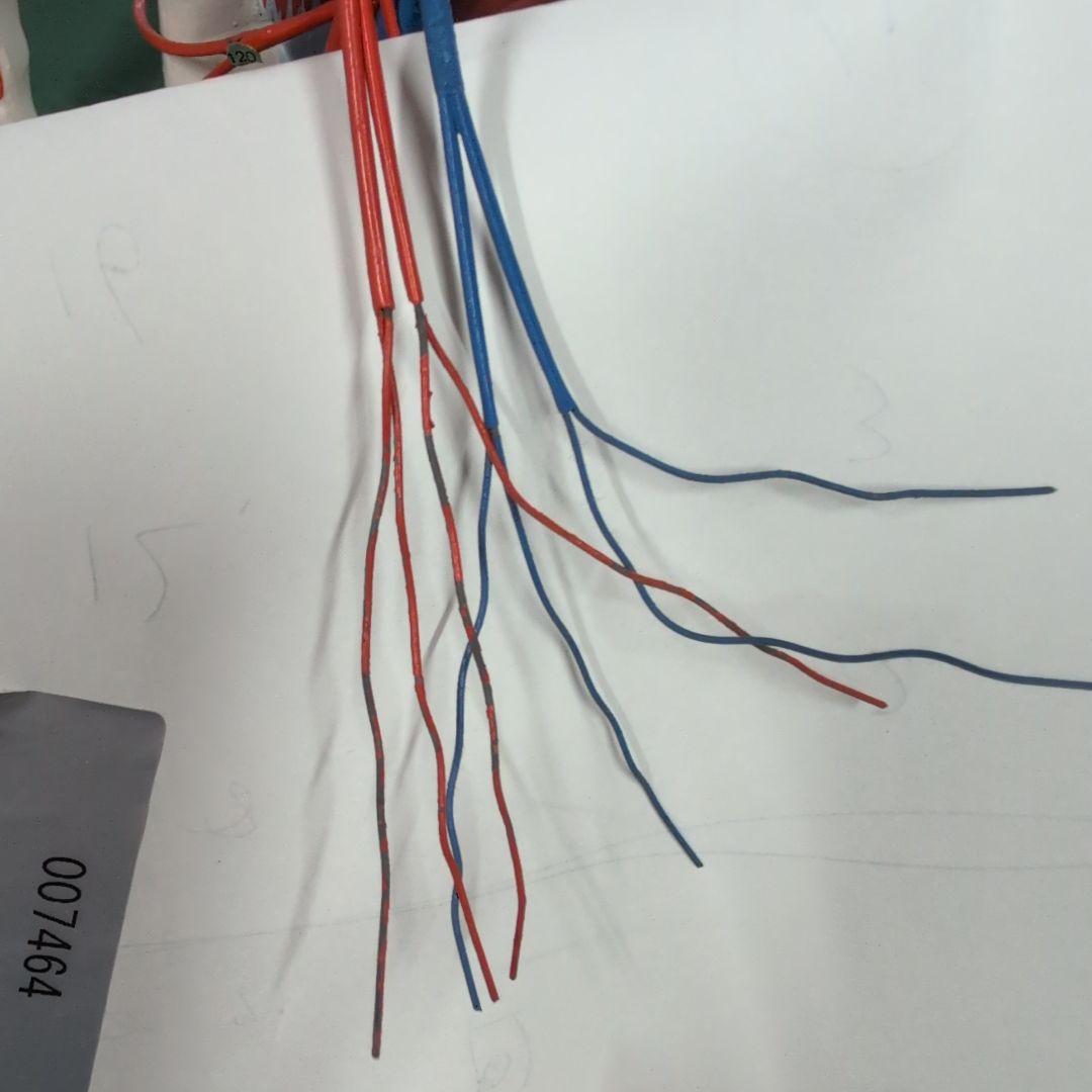 京都科学 骨格付き血液循環系模型
