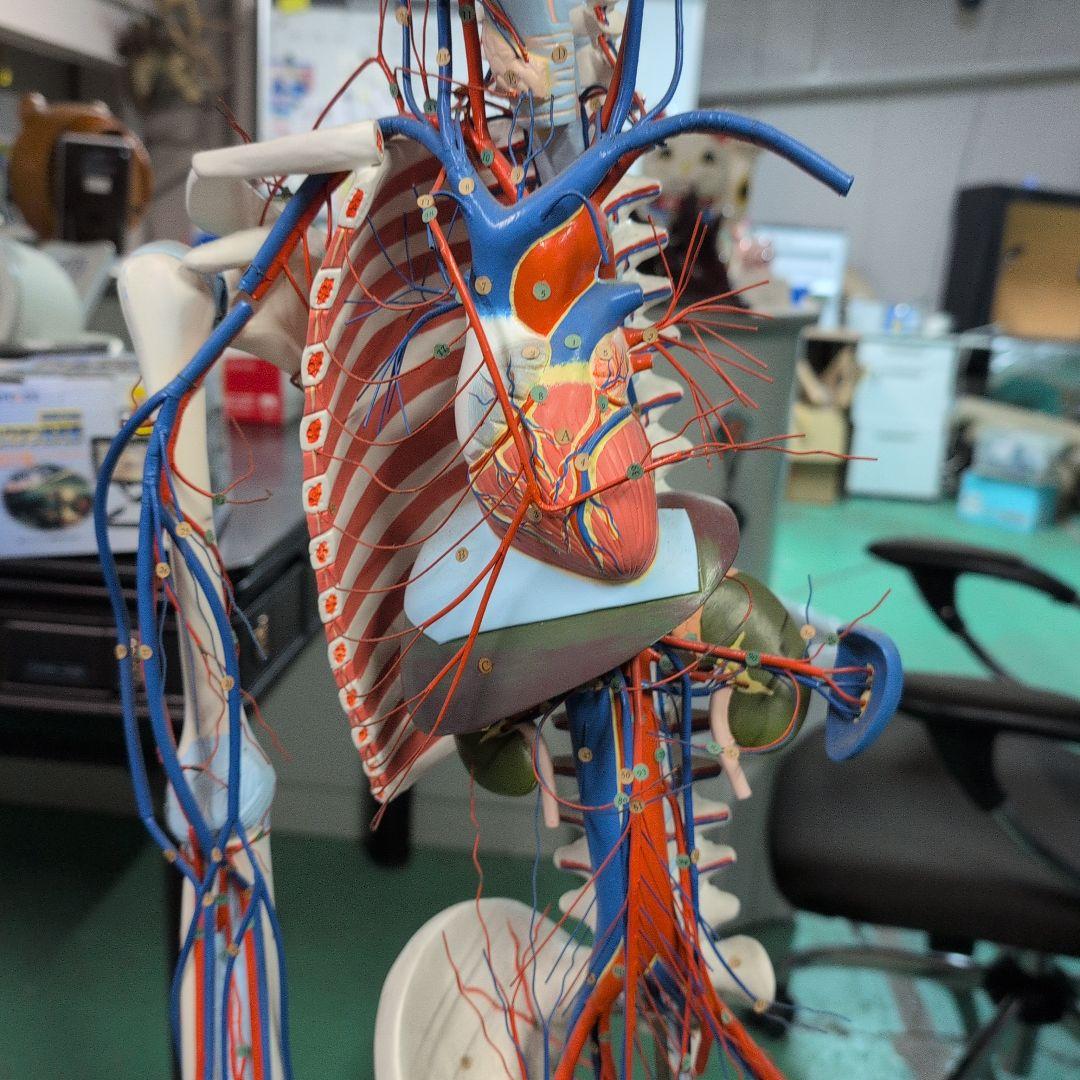 京都科学 骨格付き血液循環系模型
