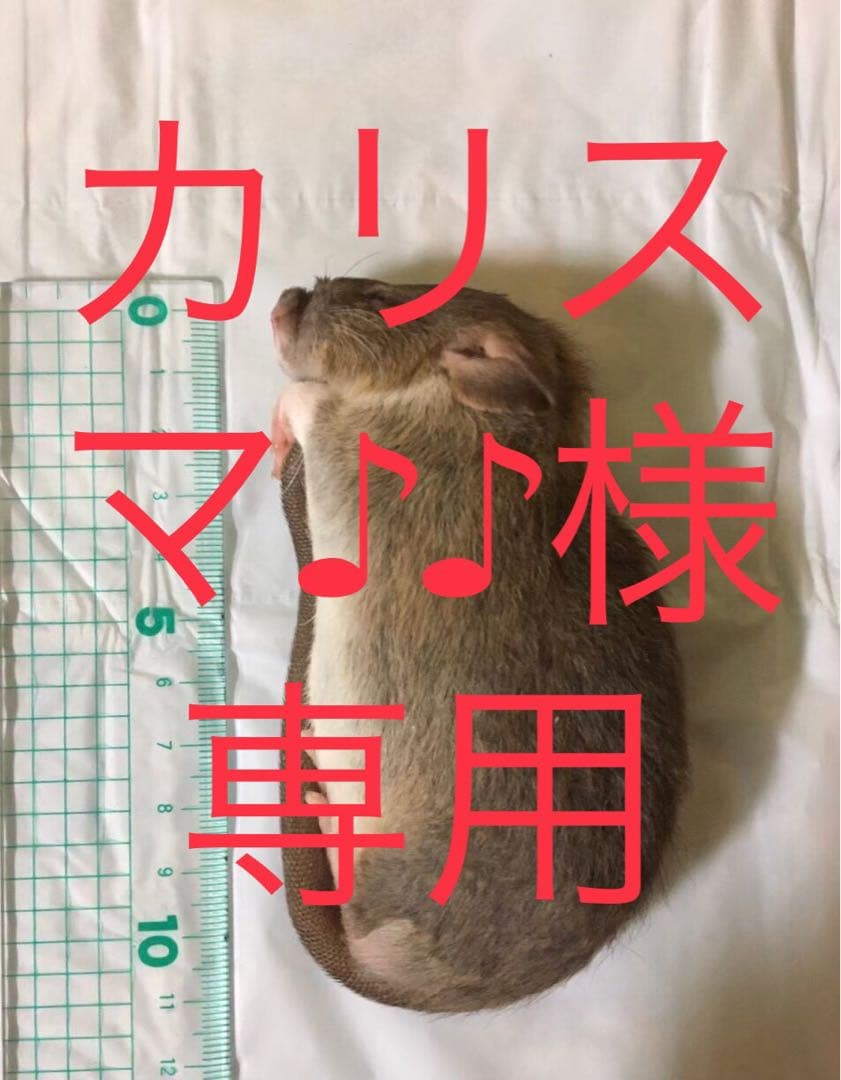 爬虫類・両生類のエサ PL50 ADLL20 ML40 爬虫類・両生類のエサ PL50 ADLL20 ML40 爬虫類・両生類のエサ PL50