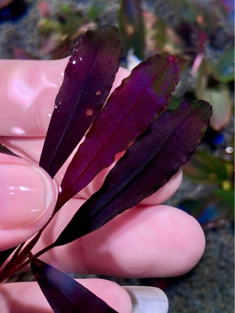 水草 ブセファランドラsp．ブラウニーゴースト 2011-2012ナカモト