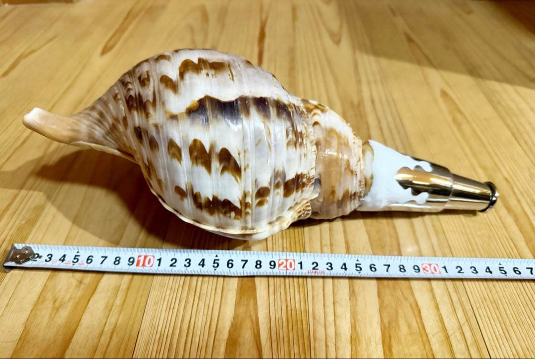 修験道法螺貝 山伏 密教 魔除け 熊よけ❣️ほら貝 ホラガ