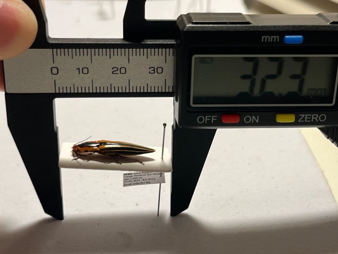 24mm】フェラーリコメツキムシ に酷似 アングラトゥスミカド