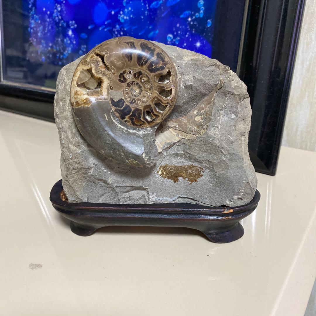 化石 アンモナイト メノウ 化石 台座付き 北海道産 - メルカリ