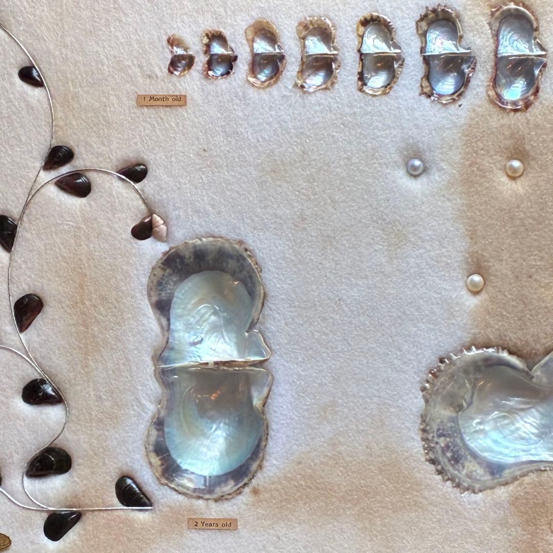 真珠貝 真珠 パール ツインパール 標本 インテリアアンティーク - メルカリ