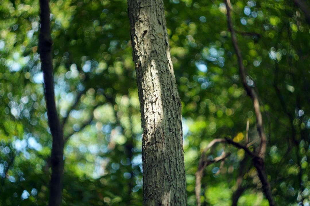 18 未使用 デッドストック希少後期型 ヘリオス 44-2ぐるぐるボケレンズ