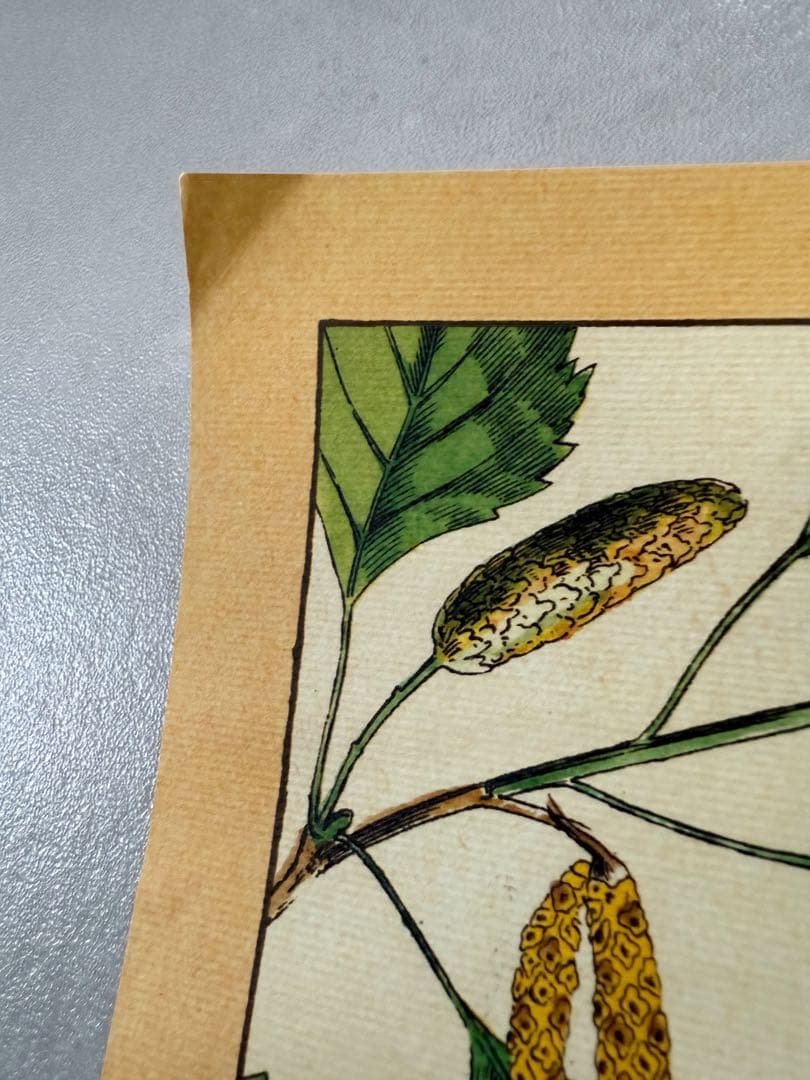 古着 ビンテージ USA きのこ 植物図鑑 サイケデリック ポスター 希少