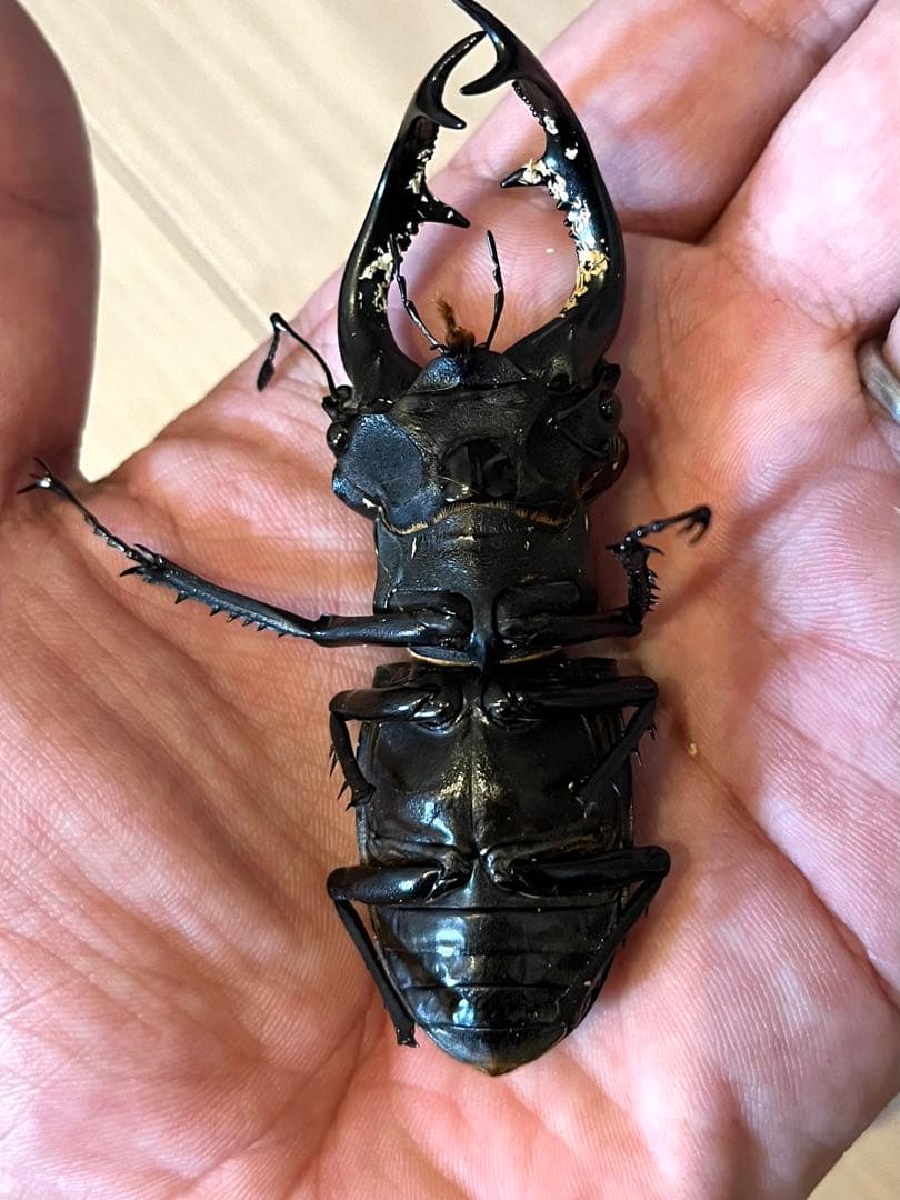 ユダイクスミヤマクワガタ 87mm 標本 ユダイクスミヤマクワガタ 87mm 標本