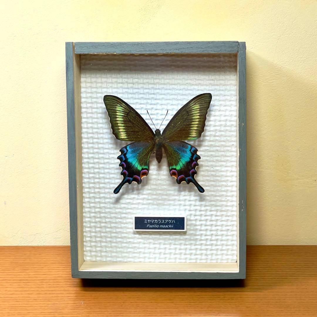 蝶標本 美麗ミヤマカラスアゲハ春型♀北海道産 飼育品 簡易標本箱入り