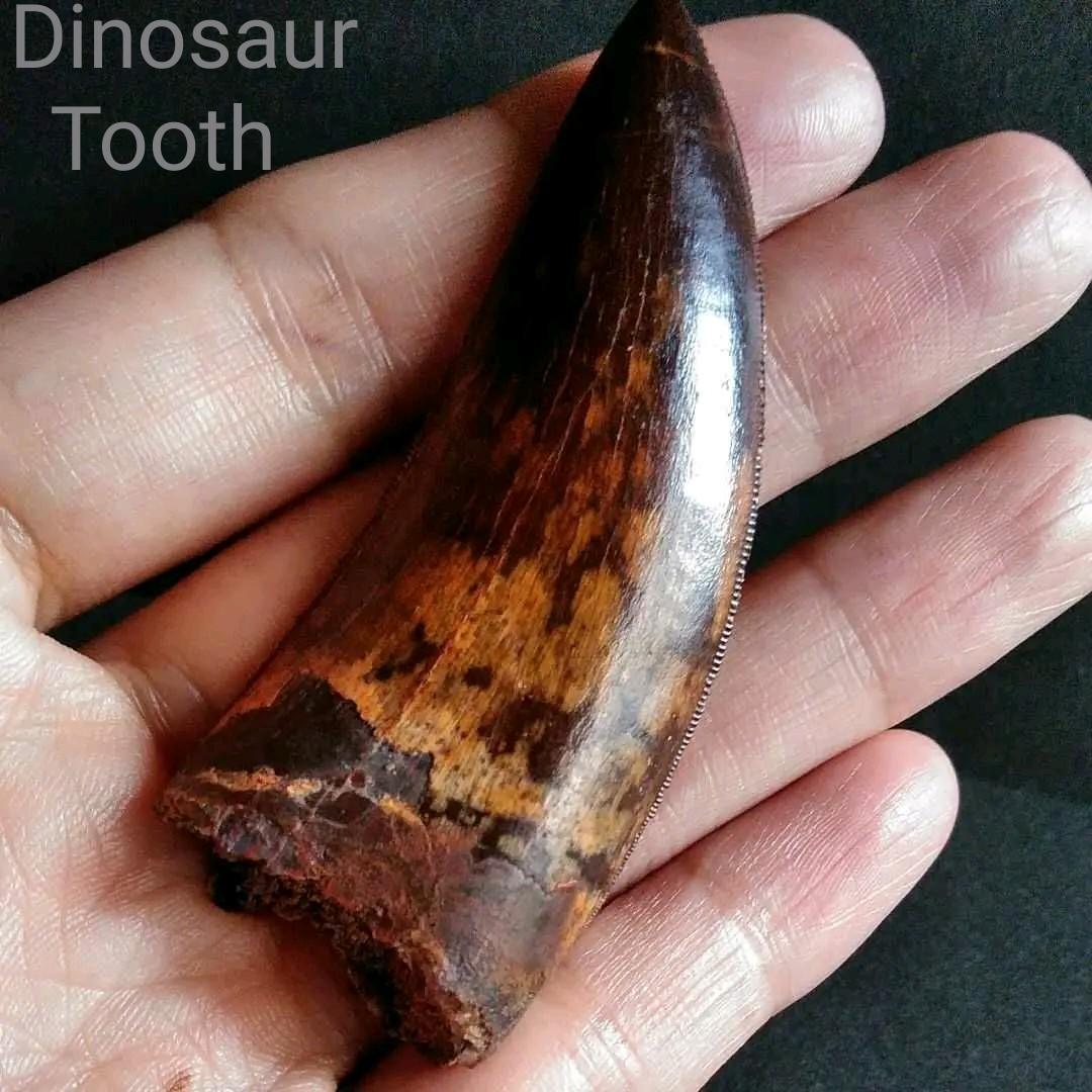 恐竜 歯化石 標本 アフリカ 獣脚類 極美麗