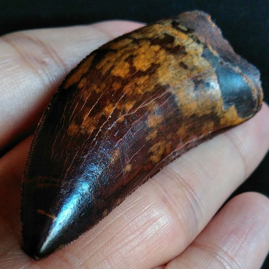 恐竜 歯化石 標本 アフリカ 獣脚類 極美麗