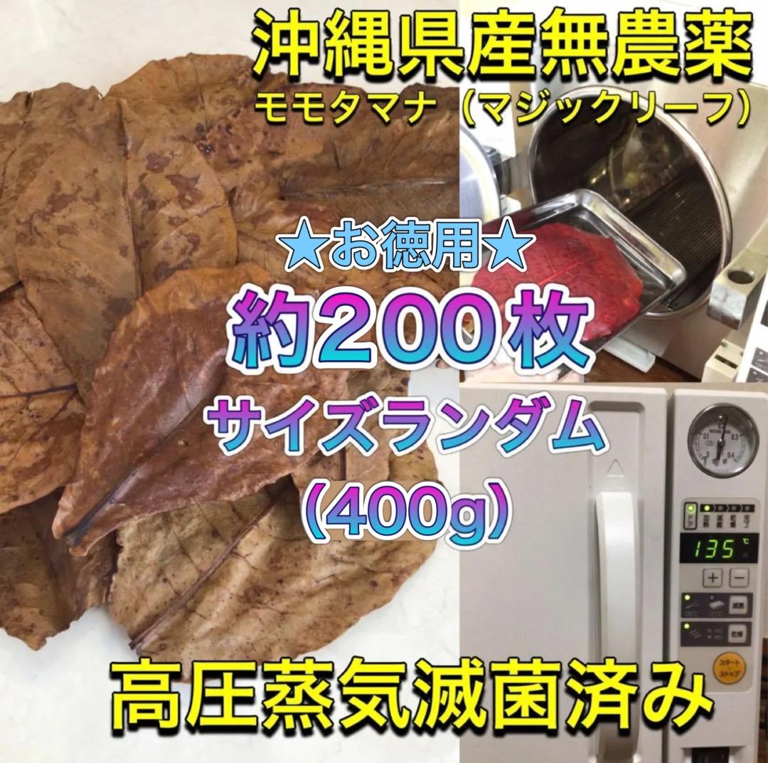お徳用！サイズランダム400g高圧蒸気滅菌沖縄県産無農薬モモタマナ ミニサイズ 16枚 高圧蒸気滅菌済み沖縄県産無農薬モモタマナ - メルカリ