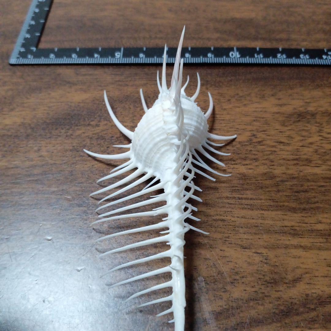 貝殻標本ホネガイ