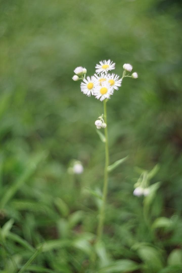 Summitar 50mm f2 戦前最初期コーティングあり 山崎磨き？軍事用？