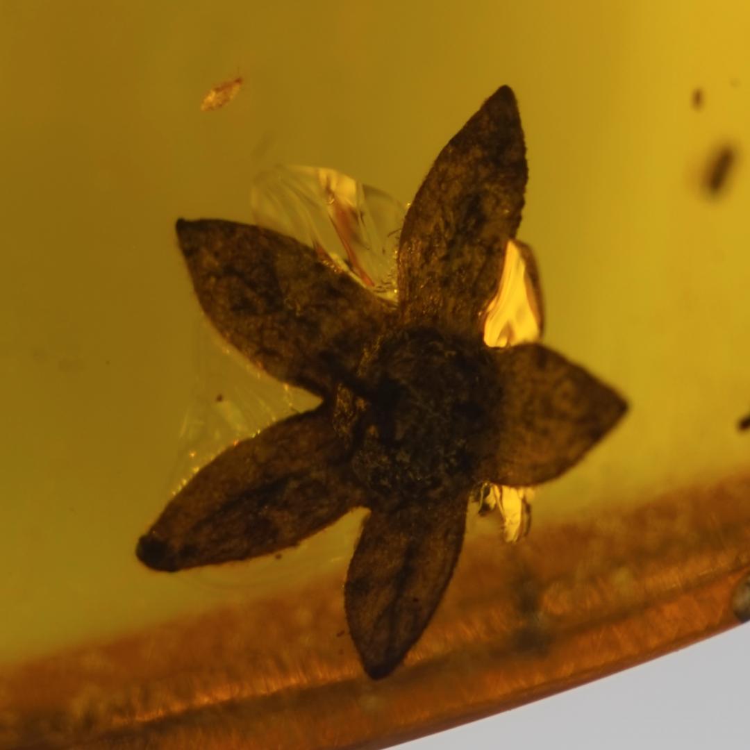 レア極上品 TT0084虫入り琥珀化石 ミャンマーカムティかタナイ9900万年