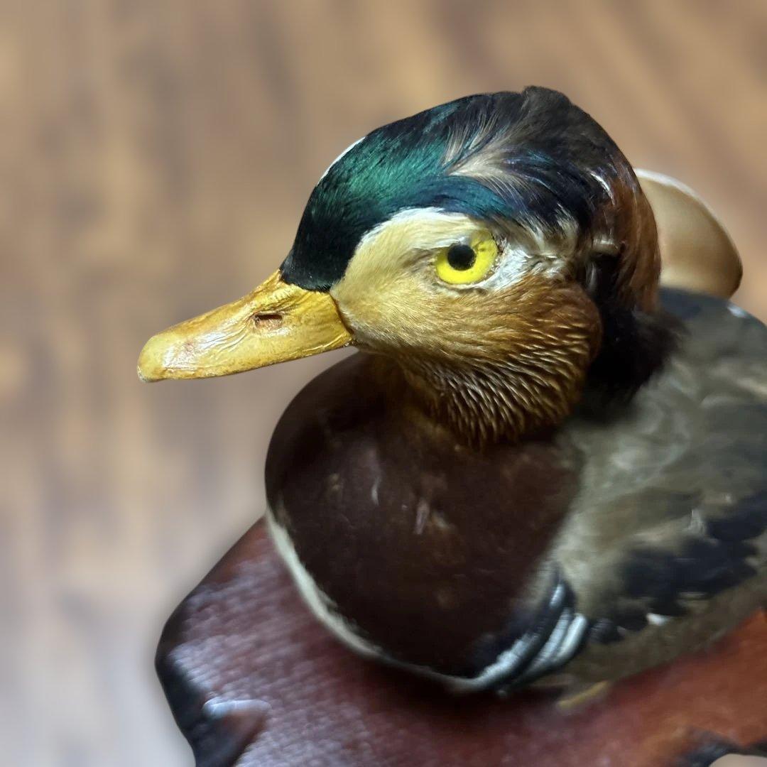 オシドリの剥製 木製台座付き