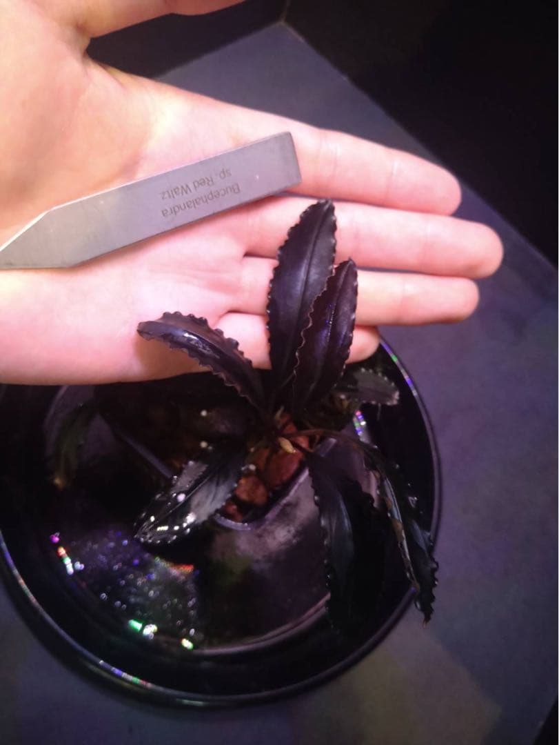 本日限定 Bucephalandra Red waltz （レッドワルツ）