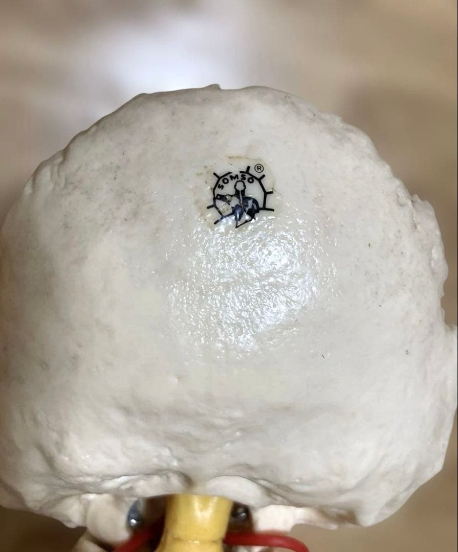 ドイツソムソ社製の脊椎（脊柱）骨格模型　日本カイロプラクティック連合会推奨