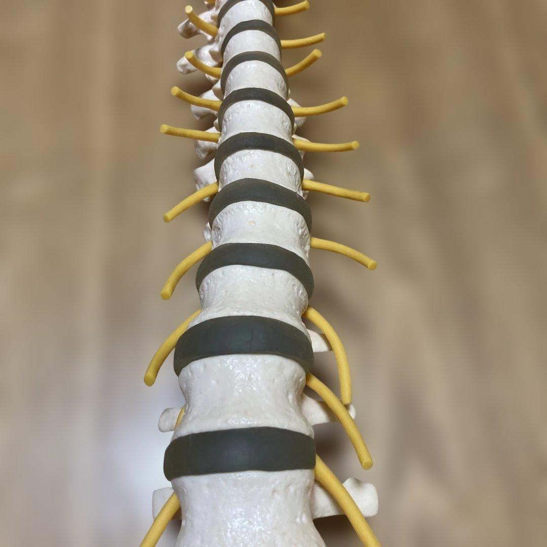 ドイツソムソ社製の脊椎（脊柱）骨格模型　日本カイロプラクティック連合会推奨