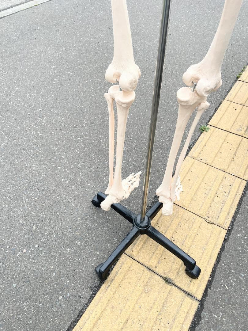 札幌市引取限定。等身大 骨格標本 骸骨模型 180cm 人体模型