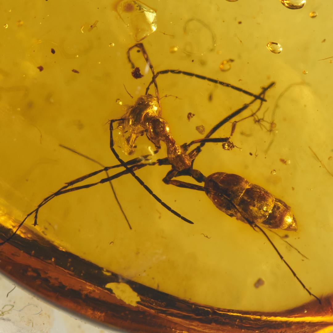 レア極上品 PA0022 虫入り琥珀化石ミャンマーカムティかタナイ9900万年前 レア極上品 PA0009虫入り琥珀化石 ミャンマーカムティかタナイ9900万年