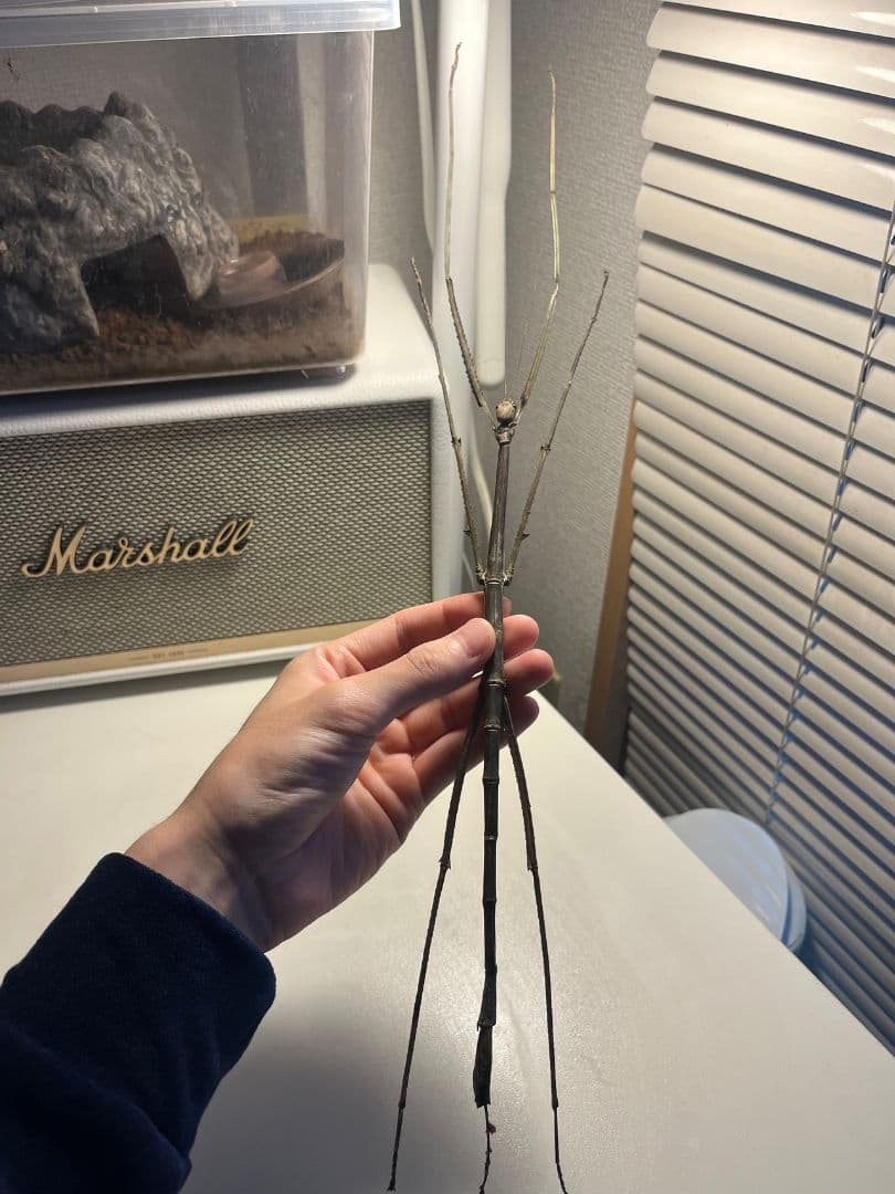 ☆昆虫標本☆【オオクツワムシ】マレーシア産Archbacris tenuipes