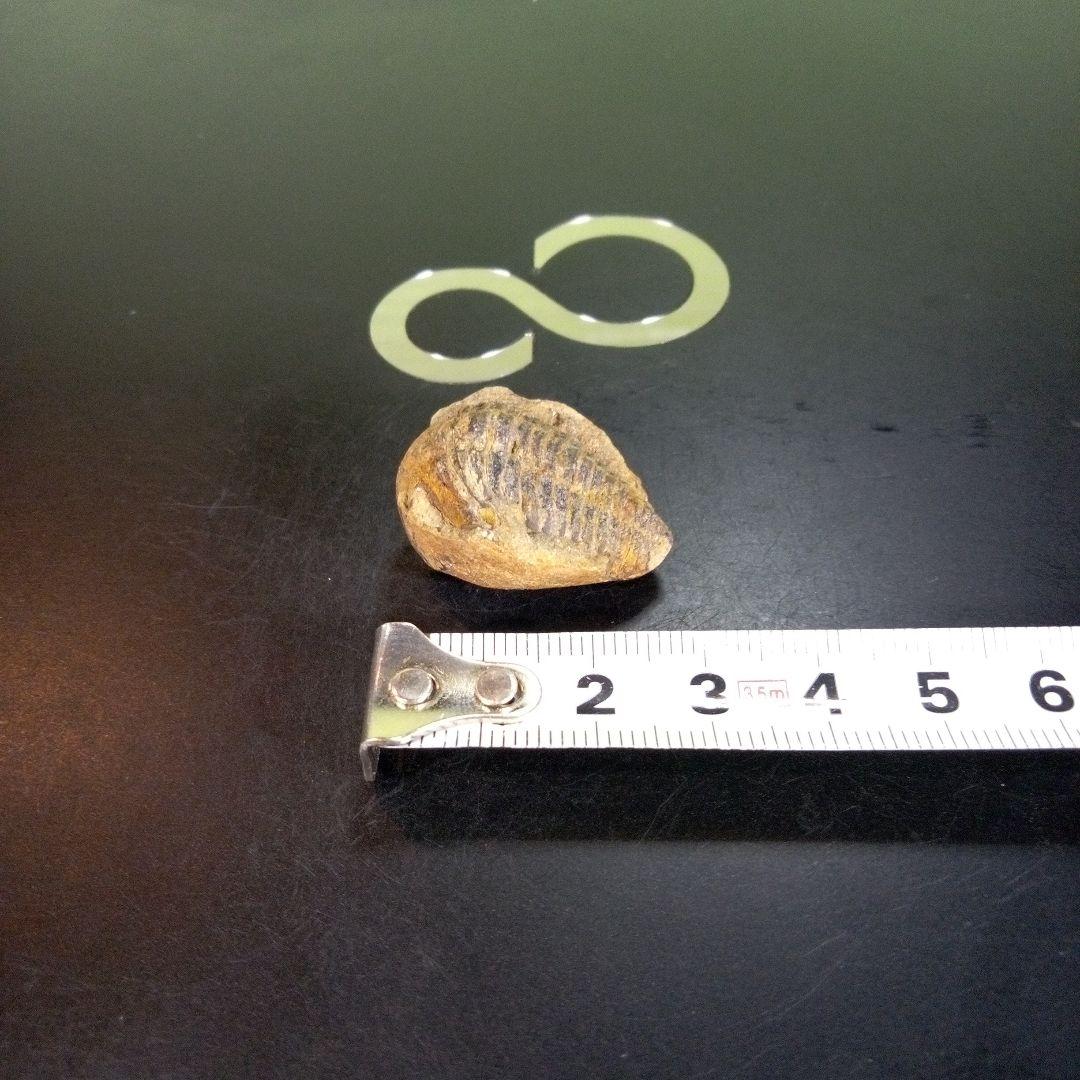 三葉虫 化石 fossil ボリビア産 trilobite 南アメリカ化石郡④