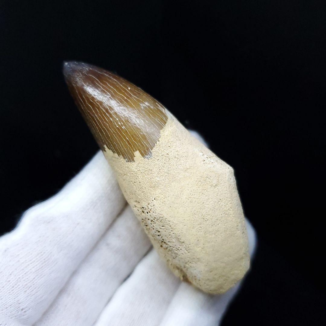 極上 歯根付き モササウルス 化石 歯 本物 70.39mm  mos62