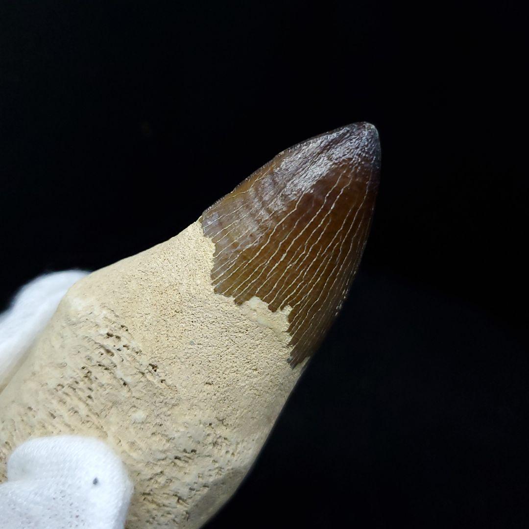 極上 歯根付き モササウルス 化石 歯 本物 70.39mm  mos62