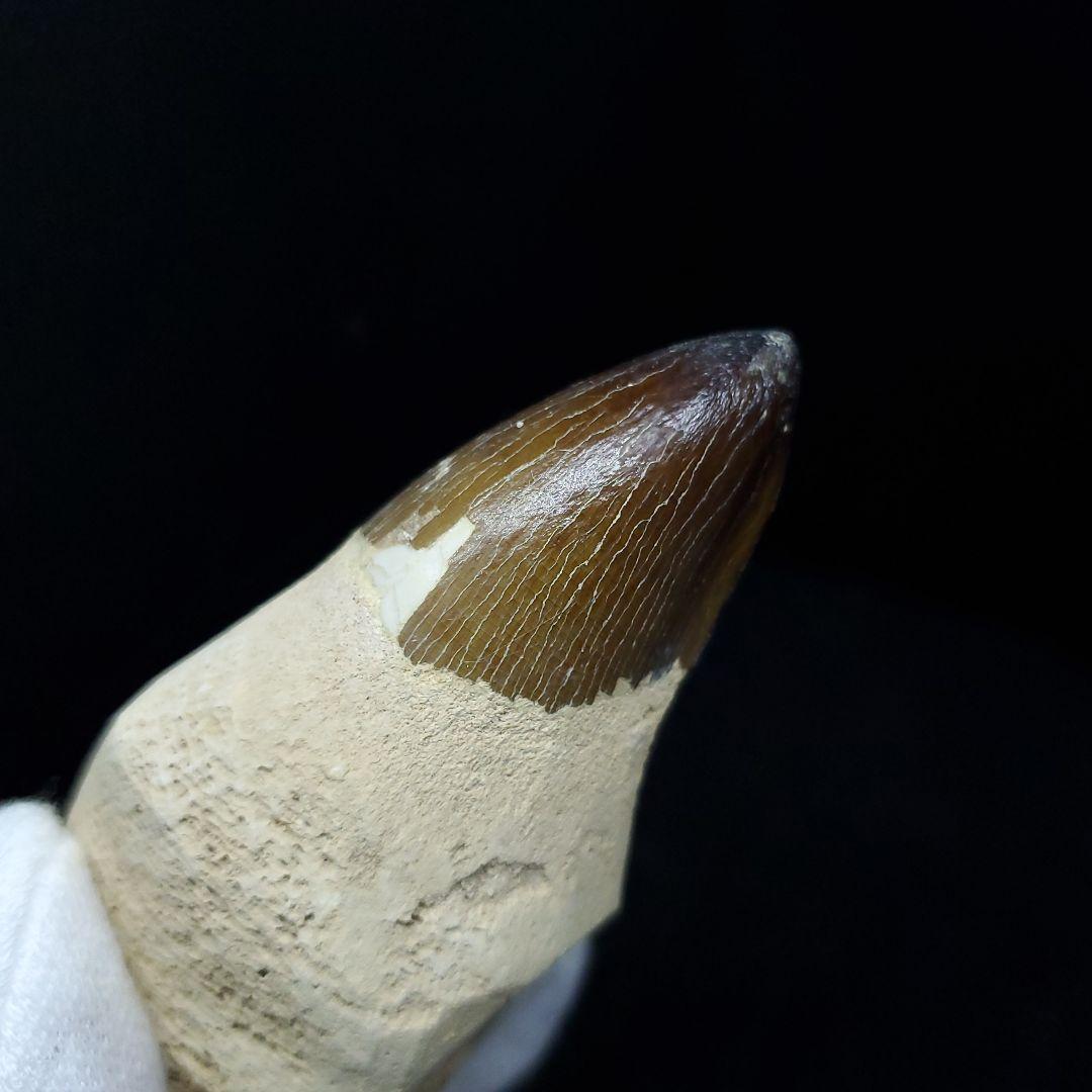 極上 歯根付き モササウルス 化石 歯 本物 70.39mm  mos62