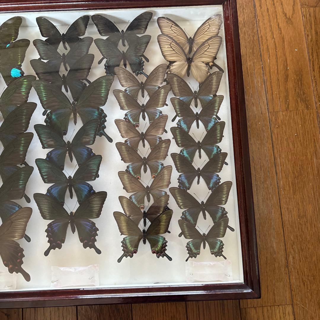 蝶の標本 フレーム付き