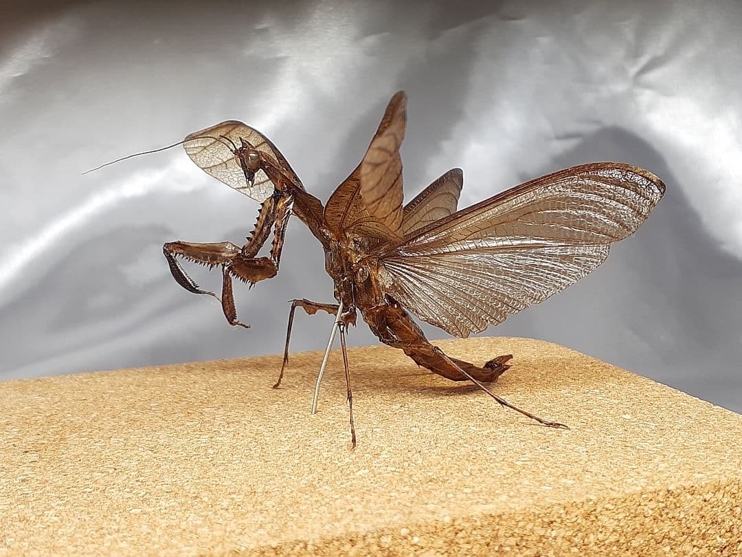 マオウカレハカマキリ雄 立体標本 魔王枯葉 マオウカレハカマキリ雄